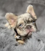 Wesley, a male French Bulldog for sale in Beaumont, CA – 1 of 10