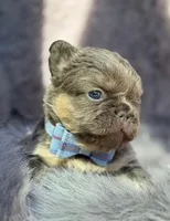 Ledger , a male French Bulldog for sale in Beaumont, CA – Photo 4 of 10