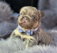 Ledger , a male French Bulldog for sale in Beaumont, CA – Photo 5 of 10