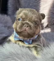 Ledger , a male French Bulldog for sale in Beaumont, CA – Photo 7 of 10