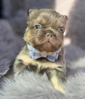 Ledger , a male French Bulldog for sale in Beaumont, CA – Photo 6 of 10