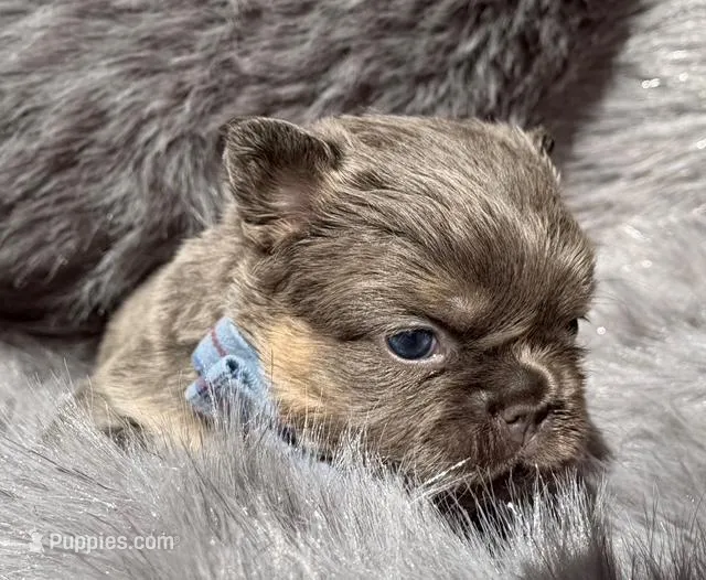 Ledger  – French Bulldog puppy for sale in Beaumont, CA