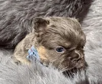 Ledger , a male French Bulldog for sale in Beaumont, CA – Photo 1 of 10