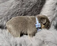 Ledger , a male French Bulldog for sale in Beaumont, CA – Photo 10 of 10