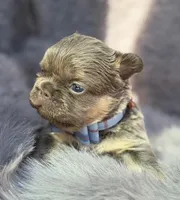 Ledger , a male French Bulldog for sale in Beaumont, CA – Photo 3 of 10