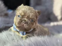 Ledger , a male French Bulldog for sale in Beaumont, CA – Photo 9 of 10