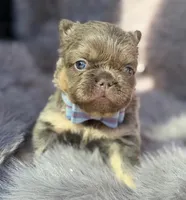 Ledger , a male French Bulldog for sale in Beaumont, CA – Photo 2 of 10