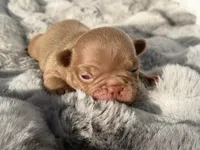 Hazel , a female French Bulldog for sale in Beaumont, CA – 4 of 10