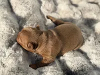 FUDGE , a male French Bulldog for sale in Beaumont, CA – 10 of 10