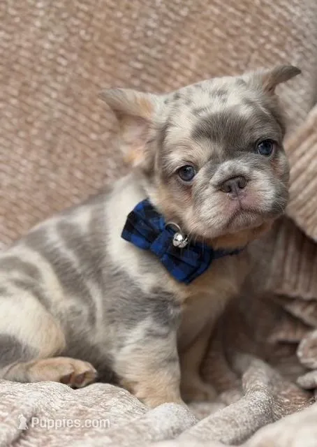 SAWYER  – French Bulldog puppy for sale in Beaumont, CA
