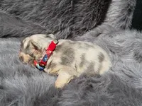 SAWYER , a male French Bulldog for sale in Beaumont, CA – Photo 3 of 10