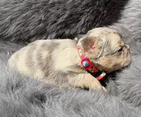 SAWYER , a male French Bulldog for sale in Beaumont, CA – Photo 2 of 10