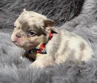 SAWYER , a male French Bulldog for sale in Beaumont, CA – Photo 4 of 10