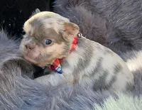 SAWYER , a male French Bulldog for sale in Beaumont, CA – Photo 9 of 10