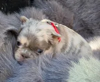 SAWYER , a male French Bulldog for sale in Beaumont, CA – Photo 8 of 10