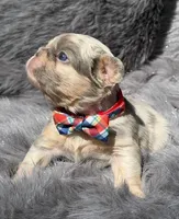 SAWYER , a male French Bulldog for sale in Beaumont, CA – Photo 7 of 10