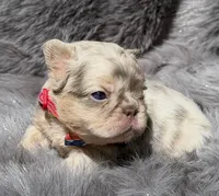 SAWYER , a male French Bulldog for sale in Beaumont, CA – Photo 5 of 10