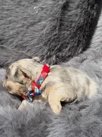 SAWYER , a male French Bulldog for sale in Beaumont, CA – Photo 10 of 10