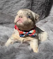 SAWYER , a male French Bulldog for sale in Beaumont, CA – Photo 6 of 10