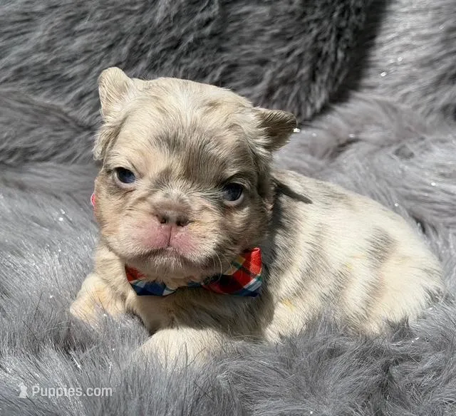 SAWYER  – French Bulldog puppy for sale in Beaumont, CA