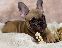 Dennis , a male French Bulldog for sale in Beaumont, CA – Photo 9 of 10