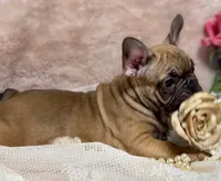 Dennis , a male French Bulldog for sale in Beaumont, CA – Photo 4 of 10