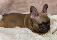 Dennis , a male French Bulldog for sale in Beaumont, CA – Photo 3 of 10