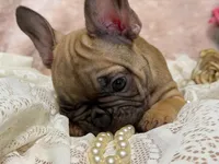 Dennis , a male French Bulldog for sale in Beaumont, CA – Photo 6 of 10