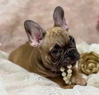 Dennis , a male French Bulldog for sale in Beaumont, CA – Photo 8 of 10