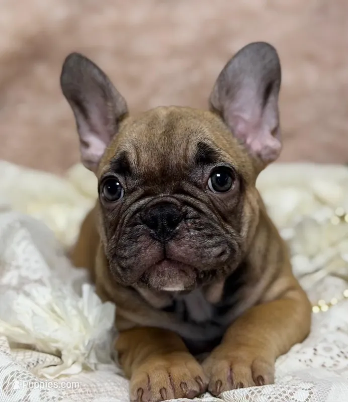 Dennis  – French Bulldog puppy for sale in Beaumont, CA