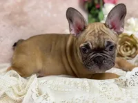 Dennis , a male French Bulldog for sale in Beaumont, CA – Photo 10 of 10