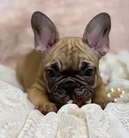 Dennis , a male French Bulldog for sale in Beaumont, CA – Photo 7 of 10