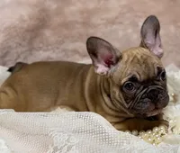 Dennis , a male French Bulldog for sale in Beaumont, CA – Photo 2 of 10