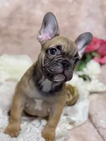 Dennis , a male French Bulldog for sale in Beaumont, CA – Photo 5 of 10