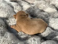 Hazel , a female French Bulldog for sale in Beaumont, CA – 3 of 10