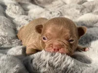 Hazel , a female French Bulldog for sale in Beaumont, CA – 8 of 10