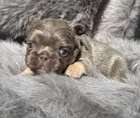 Sterling, a male French Bulldog for sale in Beaumont, CA – Photo 6 of 10