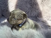 Sterling, a male French Bulldog for sale in Beaumont, CA – Photo 5 of 10