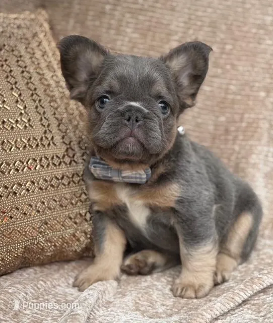 Sterling – French Bulldog puppy for sale in Beaumont, CA