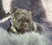 Sterling, a male French Bulldog for sale in Beaumont, CA – Photo 10 of 10