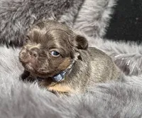 Sterling, a male French Bulldog for sale in Beaumont, CA – Photo 7 of 10