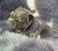 Sterling, a male French Bulldog for sale in Beaumont, CA – Photo 3 of 10