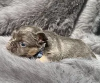 Sterling, a male French Bulldog for sale in Beaumont, CA – Photo 8 of 10