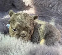 Sterling, a male French Bulldog for sale in Beaumont, CA – Photo 4 of 10