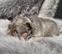 Sterling, a male French Bulldog for sale in Beaumont, CA – Photo 9 of 10