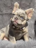 Wesley, a male French Bulldog for sale in Beaumont, CA – 10 of 10