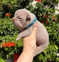 Lake , a male French Bulldog for sale in Beaumont, CA – 5 of 10