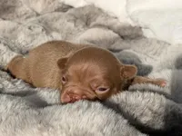 Hazel , a female French Bulldog for sale in Beaumont, CA – 7 of 10