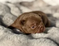 FUDGE , a male French Bulldog for sale in Beaumont, CA – 7 of 10