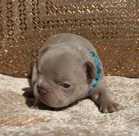 Lake , a male French Bulldog for sale in Beaumont, CA – 2 of 10